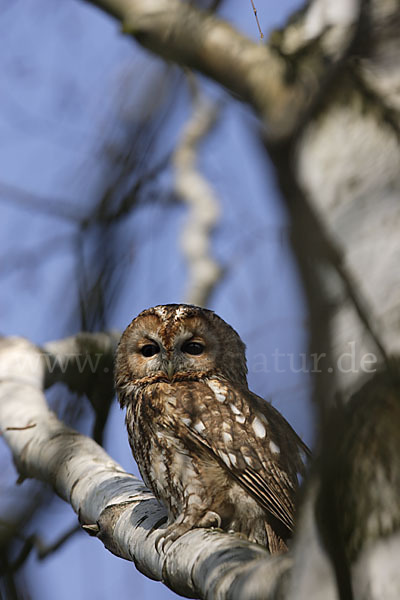 Waldkauz (Strix aluco)