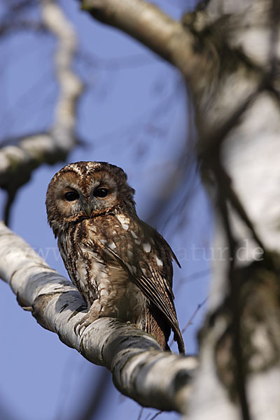 Waldkauz (Strix aluco)