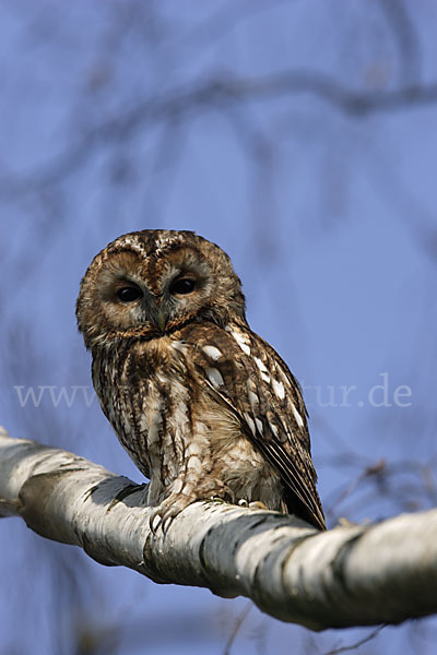 Waldkauz (Strix aluco)