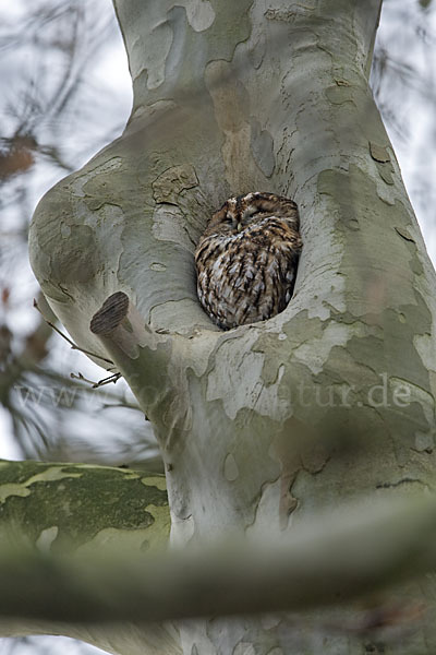 Waldkauz (Strix aluco)