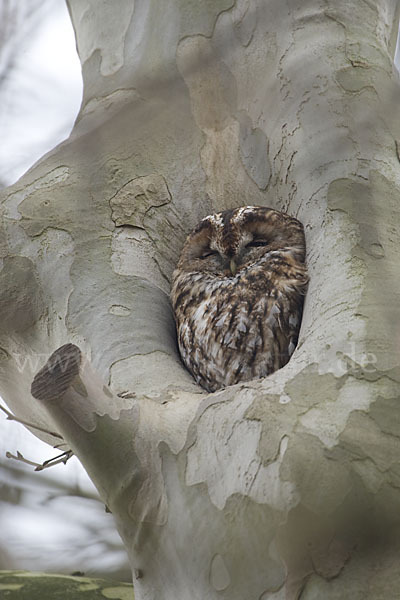 Waldkauz (Strix aluco)