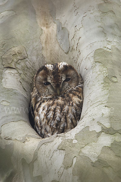 Waldkauz (Strix aluco)