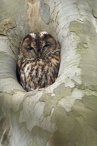 Waldkauz (Strix aluco)