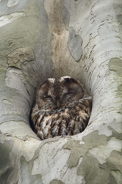 Waldkauz (Strix aluco)