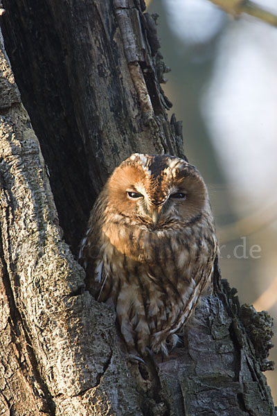 Waldkauz (Strix aluco)