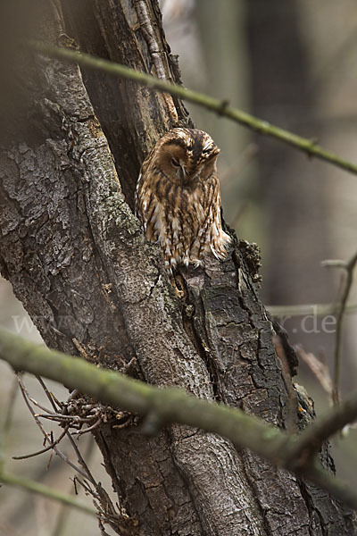 Waldkauz (Strix aluco)