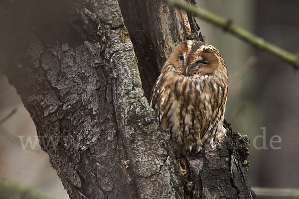 Waldkauz (Strix aluco)