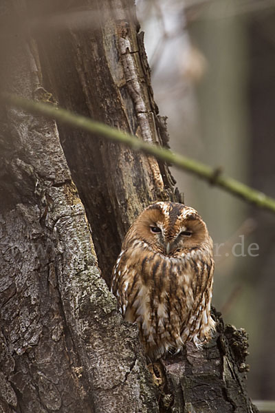 Waldkauz (Strix aluco)