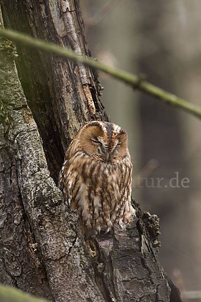 Waldkauz (Strix aluco)