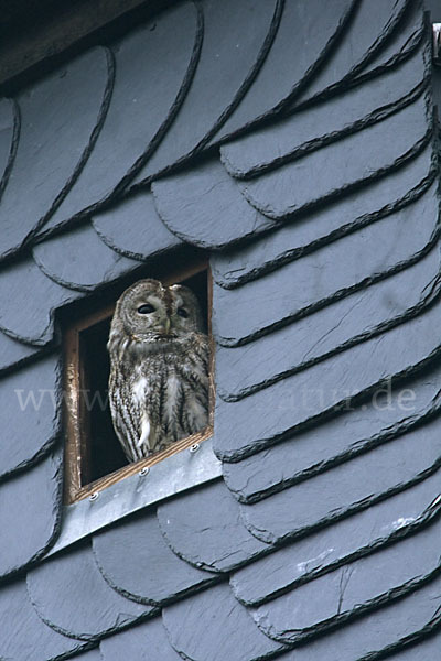 Waldkauz (Strix aluco)