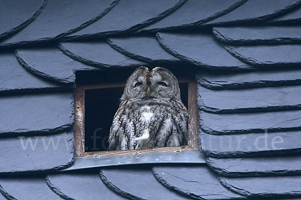 Waldkauz (Strix aluco)