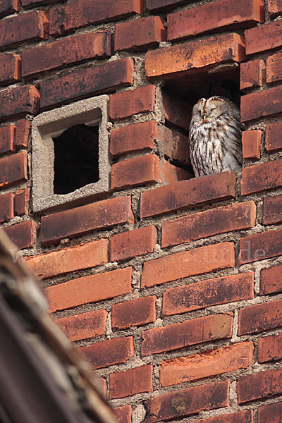 Waldkauz (Strix aluco)