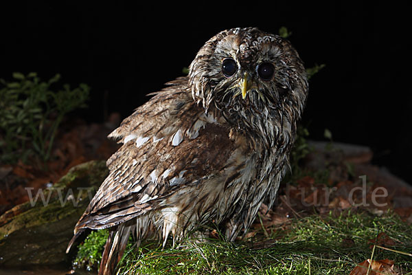 Waldkauz (Strix aluco)