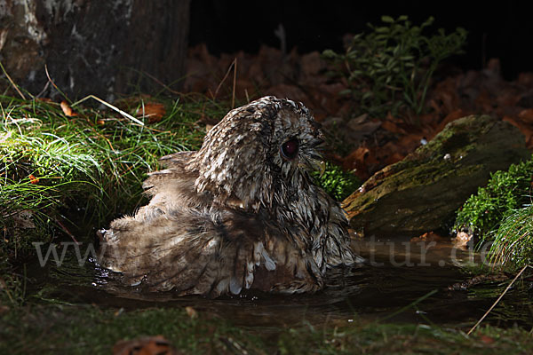 Waldkauz (Strix aluco)