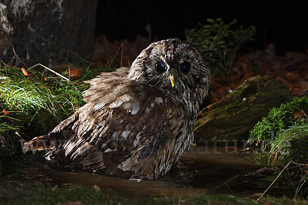 Waldkauz (Strix aluco)