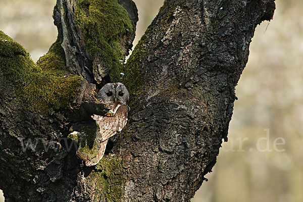 Waldkauz (Strix aluco)