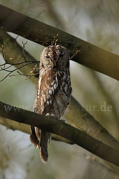 Waldkauz (Strix aluco)