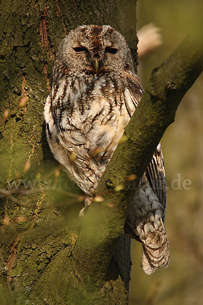 Waldkauz (Strix aluco)