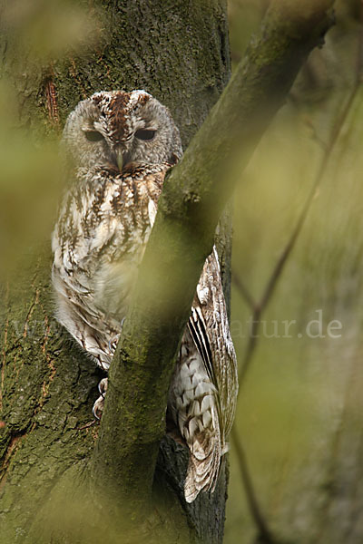 Waldkauz (Strix aluco)