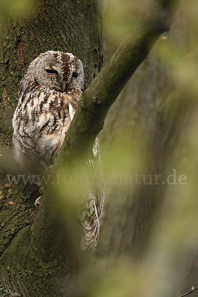 Waldkauz (Strix aluco)