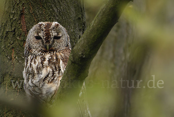 Waldkauz (Strix aluco)