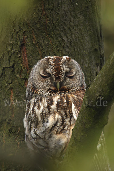 Waldkauz (Strix aluco)