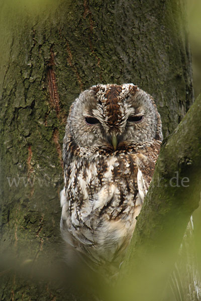 Waldkauz (Strix aluco)