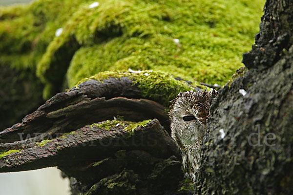 Waldkauz (Strix aluco)