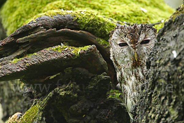 Waldkauz (Strix aluco)