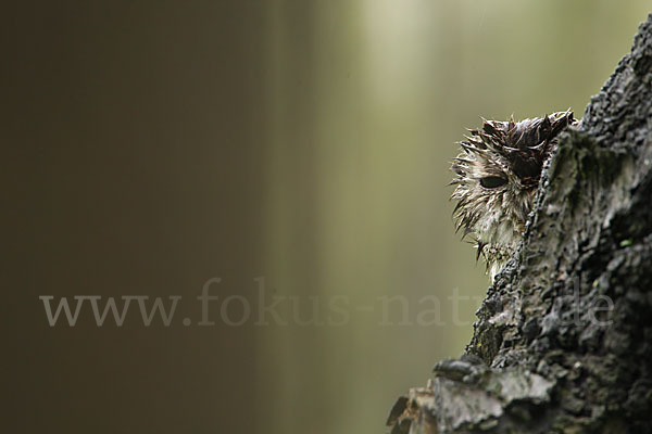 Waldkauz (Strix aluco)