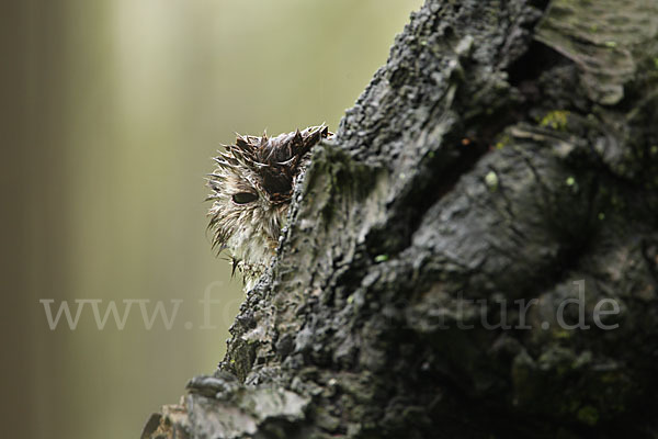 Waldkauz (Strix aluco)