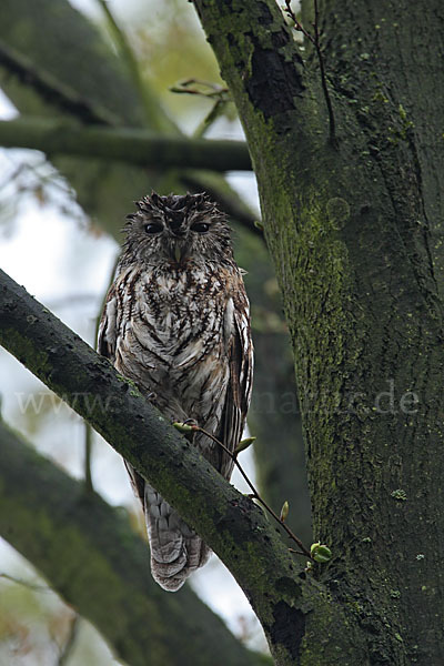 Waldkauz (Strix aluco)