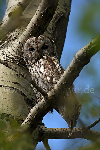 Waldkauz (Strix aluco)