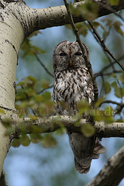 Waldkauz (Strix aluco)