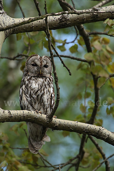 Waldkauz (Strix aluco)