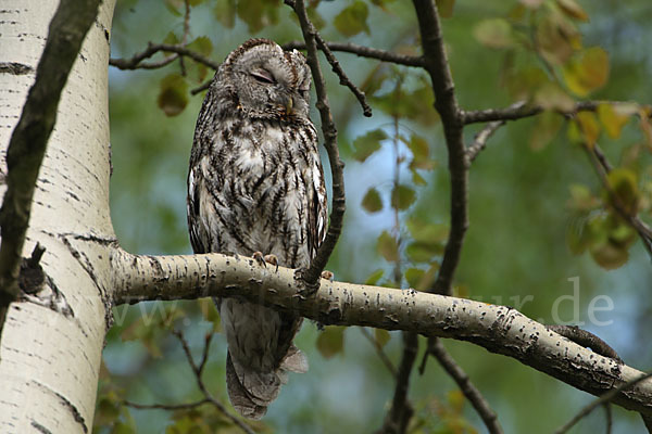 Waldkauz (Strix aluco)