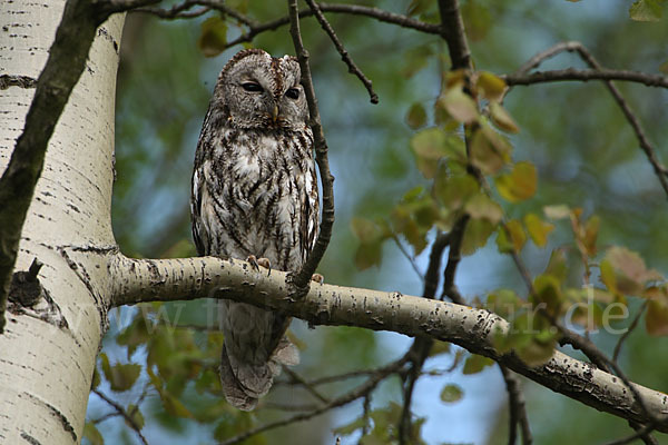 Waldkauz (Strix aluco)