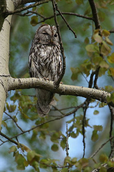 Waldkauz (Strix aluco)