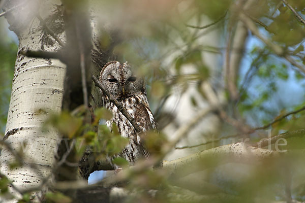 Waldkauz (Strix aluco)