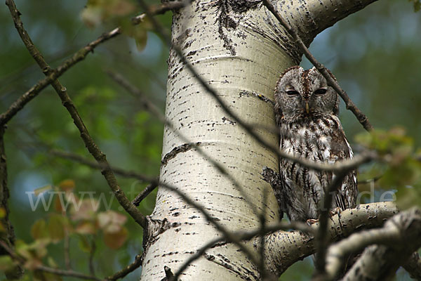 Waldkauz (Strix aluco)