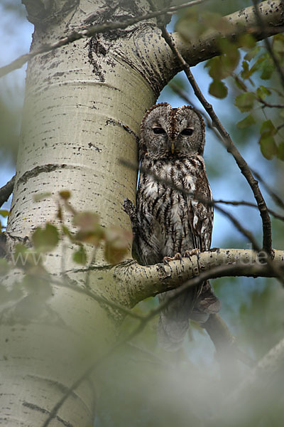 Waldkauz (Strix aluco)