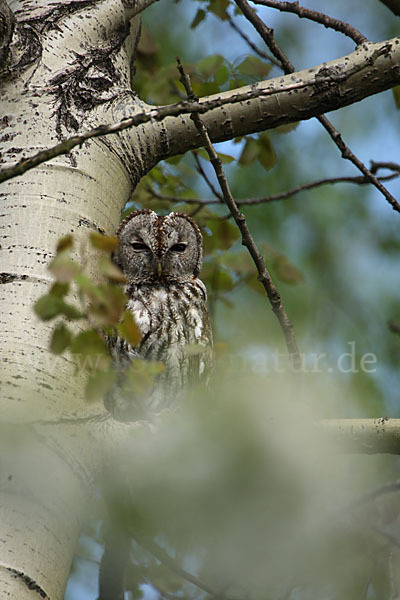 Waldkauz (Strix aluco)