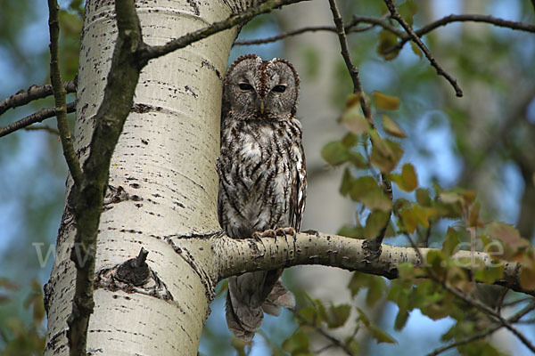 Waldkauz (Strix aluco)