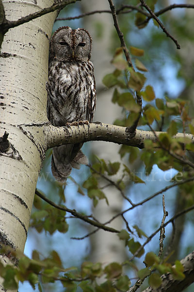 Waldkauz (Strix aluco)