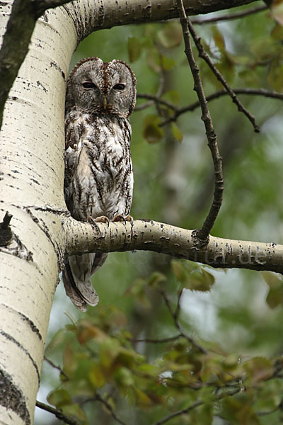 Waldkauz (Strix aluco)