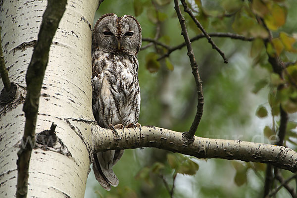 Waldkauz (Strix aluco)