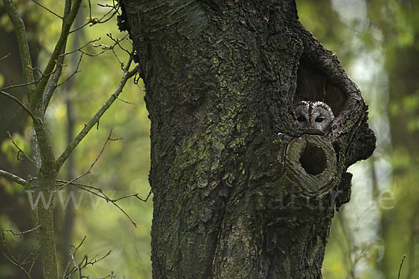 Waldkauz (Strix aluco)