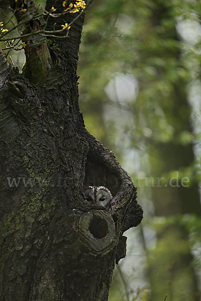 Waldkauz (Strix aluco)