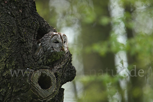 Waldkauz (Strix aluco)