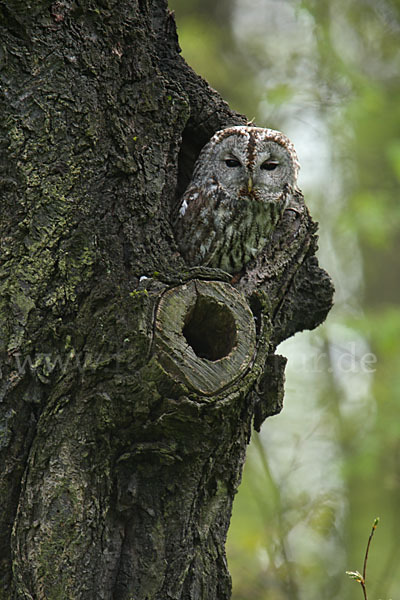 Waldkauz (Strix aluco)